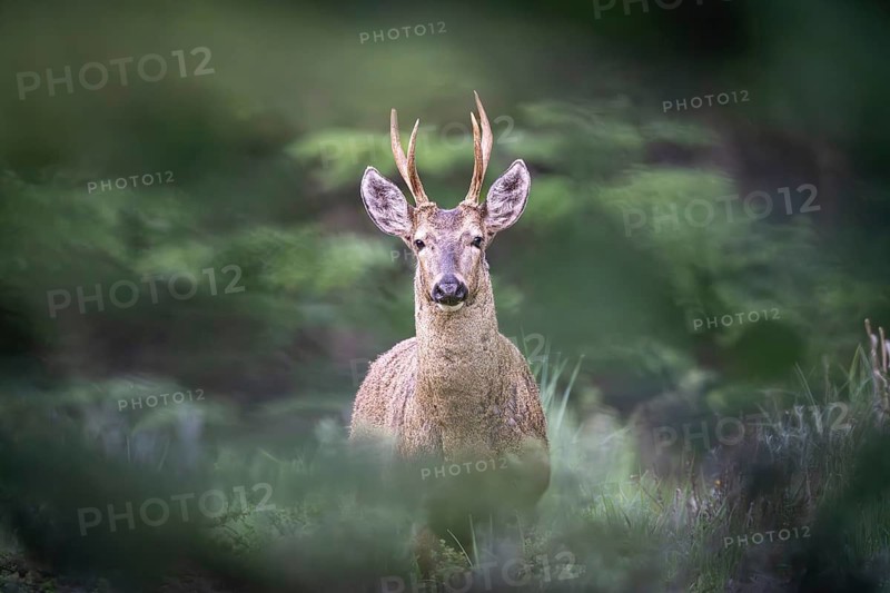 Southern Andean deer (Hippocamelus bisulcus), male animal with antlers, standing in dense vegetation and looking into the camera, Aysén region, Patagonia, Chile