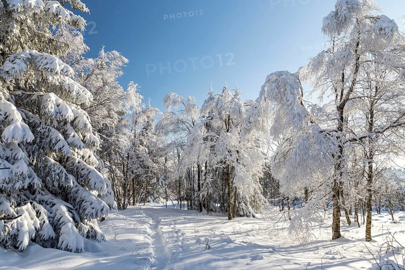 Sunny winter landscape with snow-covered trees, bushes, trails and branches covered with hoarfrost on the Ore Mountains Ridge, Zinnwald-Georgenfeld, Altenberg, Eastern Ore Mountains, Saxony, Germany