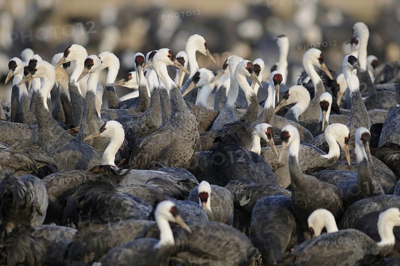 Hooded Crane (Grus monacha), Arasaki, Japan