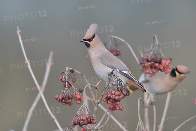 Bohemian Waxwing (Bombycilla garrulus) feeding on berries, North Rhine-Westphalia, Germany