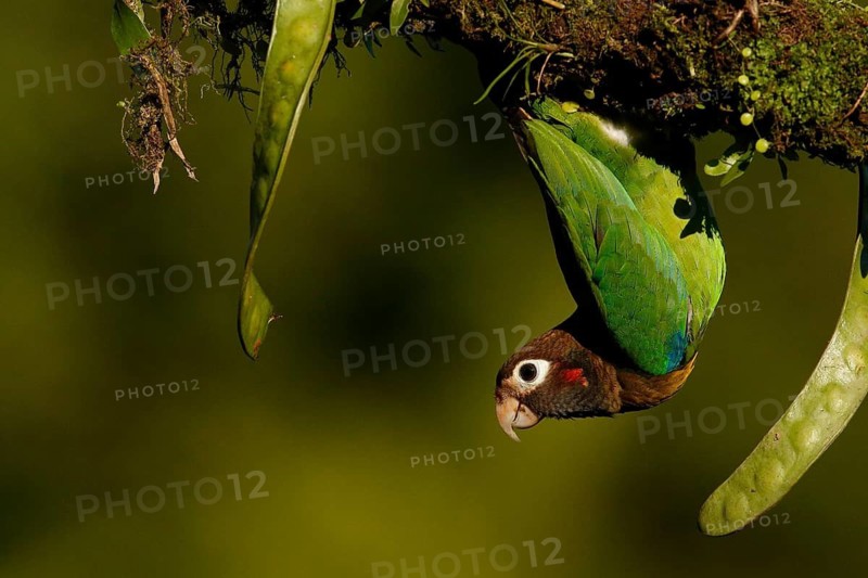 Brown-hooded Parrot (Pyrilia haematotis), Costa Rica