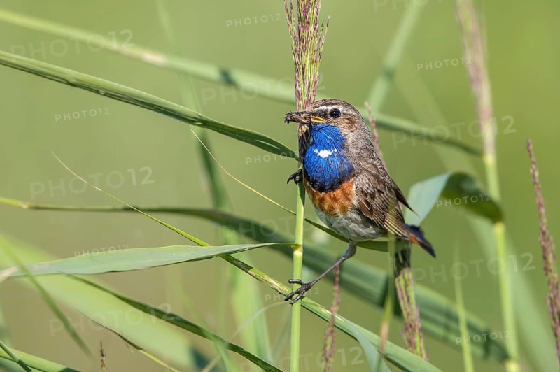 Bluethroat (Luscinia svecica cyanecula) male perched in reedbed with insect prey in beak, Mecklenburg-Western Pomarania, Germany