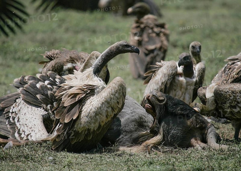 White-backed Vulture (Gyps africanus) adult feeding together with several Barred Vultures (Gyps rueppellii) on the carcass of a Blue Wildebeest (Connochaetes taurinus), Serengeti National Park, Tanzania