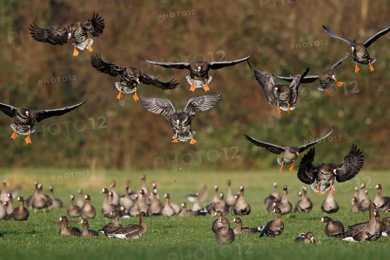 Greater White-fronted Goose (Anser albifrons) flock landing, North Rhine-Westphalia, Germany
