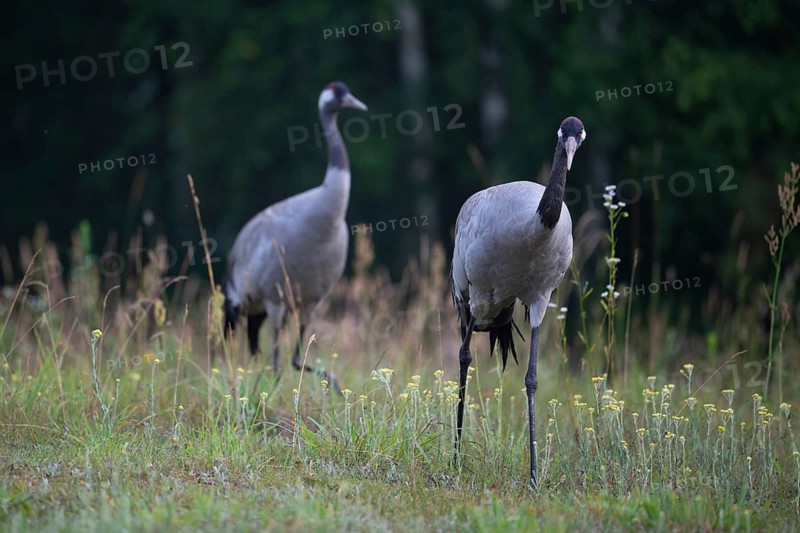 European crane (Grus grus), cranes in a forest clearing, Podlaskie Voivodeship, Poland