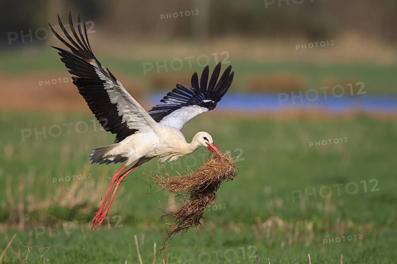 White Stork (Ciconia ciconia) flying, North Rhine-Westphalia, Germany