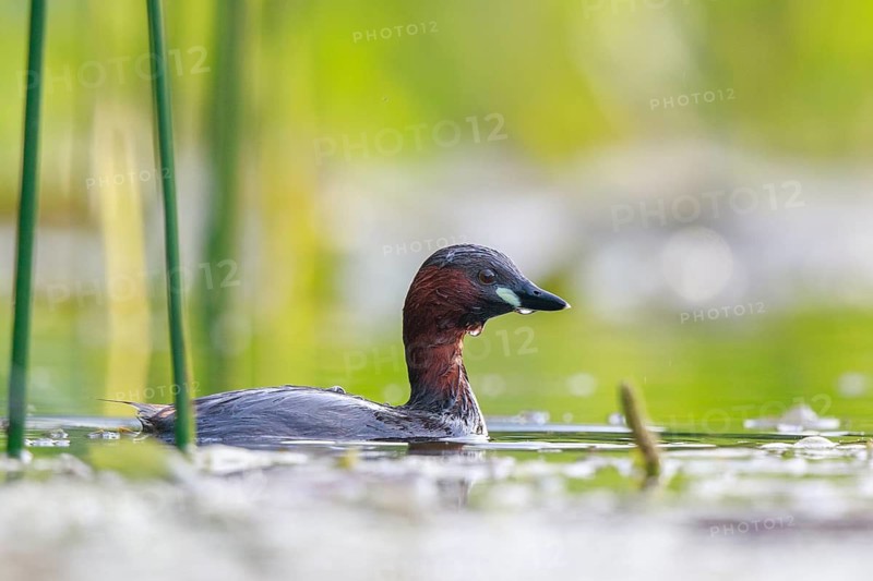 Little Grebe (Tachybaptus ruficollis), North Rhine-Westphalia, Germany