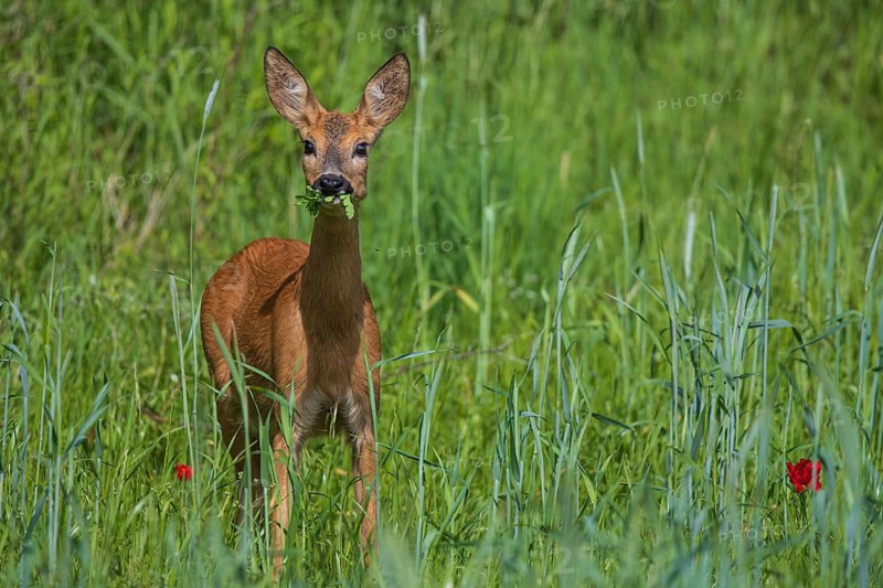 Roe deer (Capreolus capreolus), close-up, doe feeding at the edge of a cereal field in a green meadow with green leaves in her mouth looking into the camera, Hesse, Germany