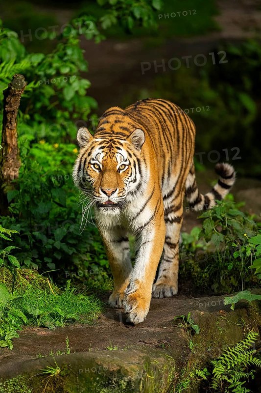 Siberian tiger or Amur tiger (Panthera tigris altaica) walking on the ground, Bavaria, Germany