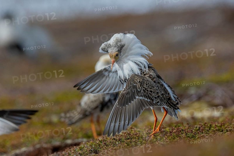 Ruff (Philomachus pugnax), at the mating site, Varanger, Norway