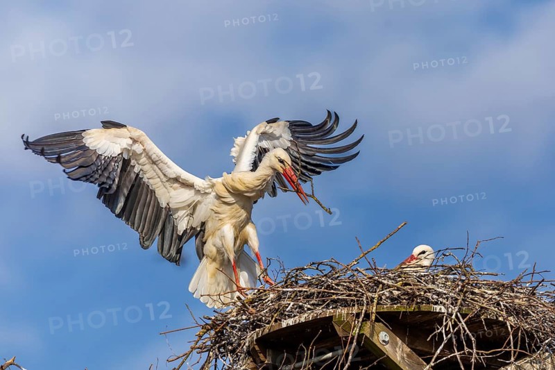 White stork (Ciconia ciconia), landing on the nest with nesting material in its beak, Affenberg, Salem, Lake Constance region, Baden-Württemberg, Germany