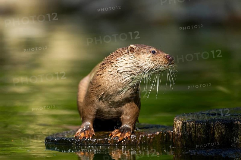 Eurasian otter (Lutra lutra) on a tree trunk in the water of a little lake, Bavaria, Germany