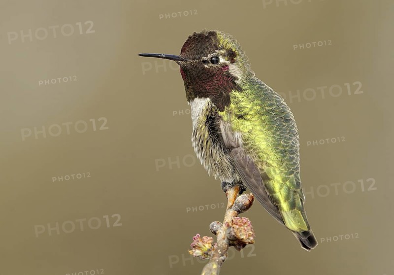 Anna's Hummingbird (Calypte anna), British Columbia, Canada