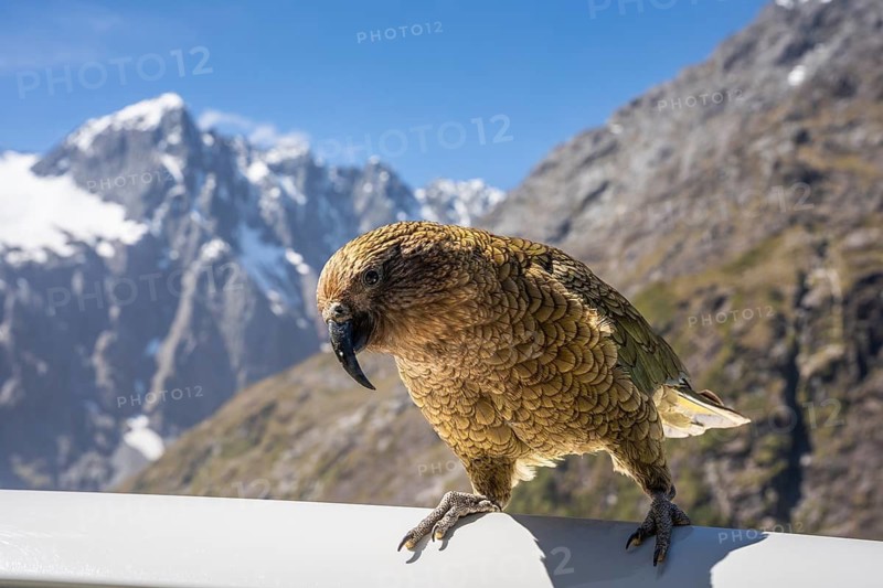 A Kea sits on a car roof. Monkey Creek Parking, Milford Road, Fiordland National Park, Southland Region, South Island, New Zealand