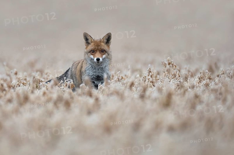 Red fox (Vulpes vulpes), Bitburg, Rhineland-Palatinate, Germany