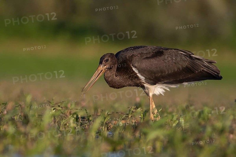 Black Stork (Ciconia nigra) juvenile foraging, Tiszaalpár, Hungary