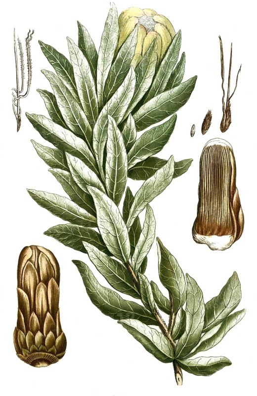 Botany, plants, Scolymocephalus, Lepidocarpodendron frutice conifero, synonym or old name for Leucadendron coniferum, thin-cone bush, a Proteaceae species from South Africa