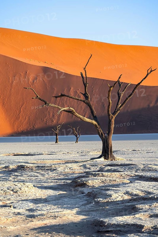 Dead camel thorn trees (Vachellia erioloba), red sand dunes, white salt pan, Dead Vlei, Sossusvlei, Namib Desert, Namib-Naukluft Park, Namibia