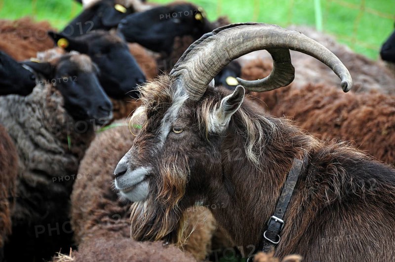 Goat goat (Capra aegagrus hircus), Thuringian goat goat, Rögnitz, Mecklenburg-Western Pomerania, Germany