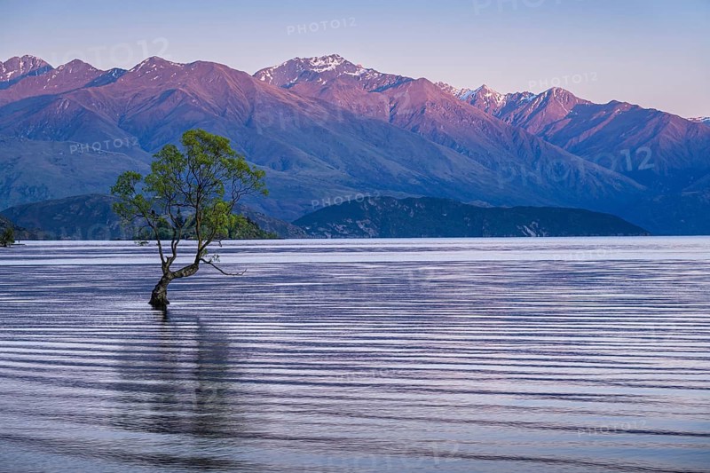 Wanaka Tree in the morning at sunrise, Lake Wanaka, Otago, South Island, New Zealand
