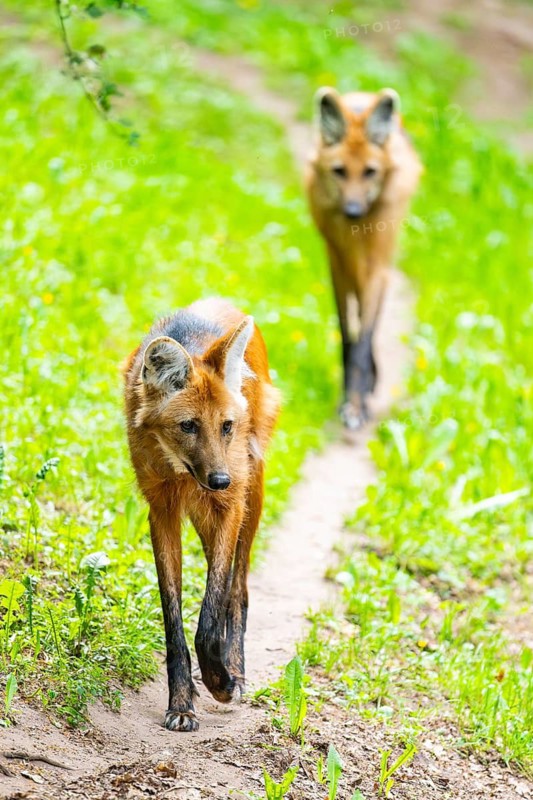 Maned wolf (Chrysocyon brachyurus) walking around, Germany