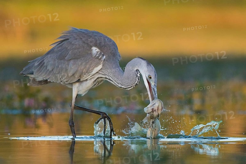 Grey Heron (Ardea cinerea) with fish prey in beak, Tiszaalpár, Hungary