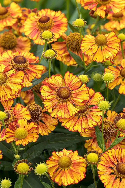Sunflower (Helenium 'Can Can'), RHS Garden Bridgewater, Great Britain
