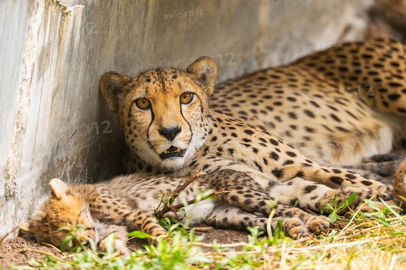 Cheetah (Acinonyx jubatus) mother with her youngster, captive, occurrence Africa