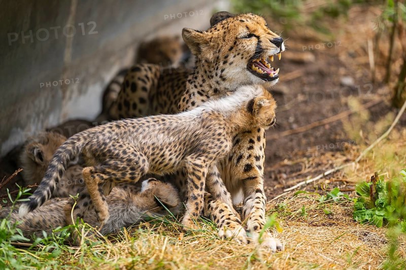 Cheetah (Acinonyx jubatus) mother with her youngster, captive, occurrence Africa