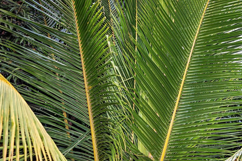 Green palm leaves under bright light create a tropical atmosphere, Sago palm (Metroxylon or Cycas) near Sigiriya in Sri Lanka