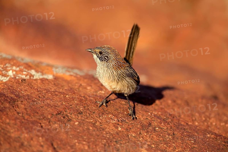 Short-tailed Grasswren (Amytornis merrotsyi pedleri), South Australia, Australia