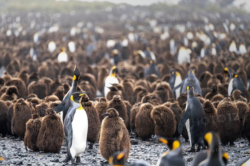 King penguins (Aptenodytes patagonicus), adult birds with brown chicks in a large breeding colony, Salisbury Plain, South Georgia