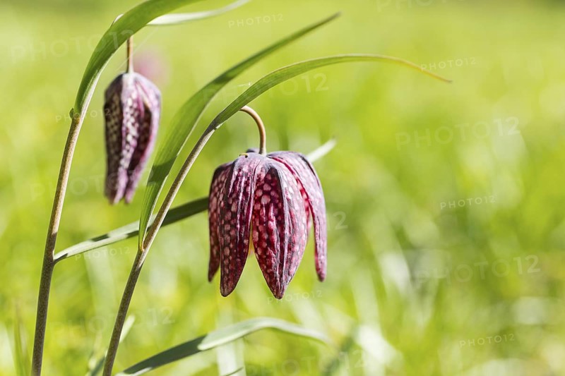 Snake's Head Fritillary (Fritillaria meleagris) in bloom, Dresden, Saxony, Germany