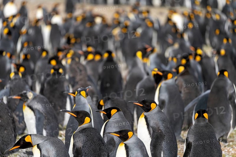 King penguins (Aptenodytes patagonicus), large breeding colony of adults standing close together, St. Andrews Bay, South Georgia