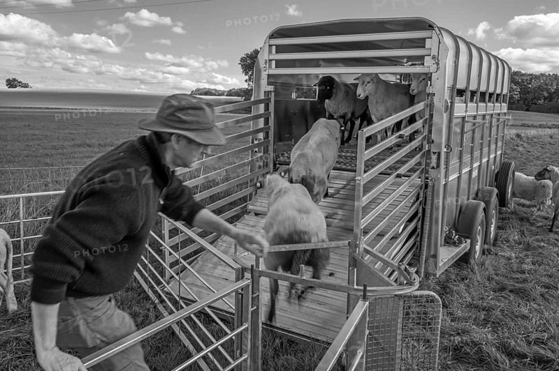 Shepherd loading his sheep into the two-story animal transporter in the pasture, black and white, Rehna, Mecklenburg. -Vorpommern, Germany