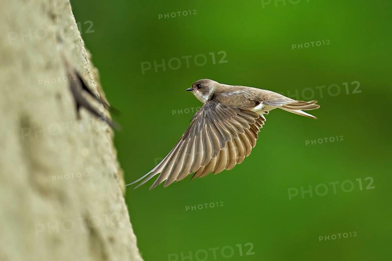 Sand martin (Riparia riparia), approaching the breeding tube, Reussegg nature reserve, Canton Aargau, Switzerland
