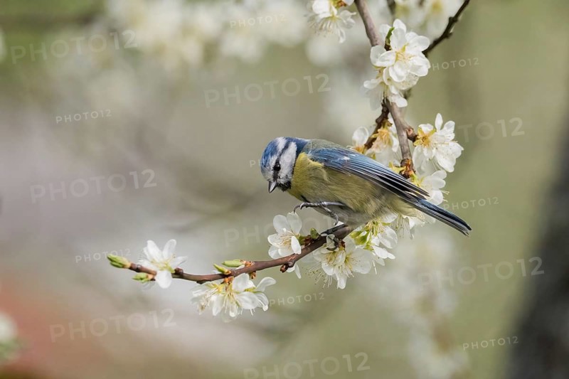 A blue tit (Parus caeruleus) resting on a branch with white flowers, in front of a soft, blurred background, Hesse, Germany