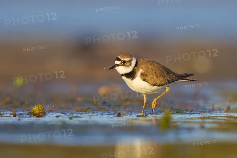 Little Ringed Plover (Charadrius dubius) foraging, North Rhine-Westphalia, Germany