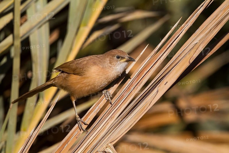Fulvous Babbler - Akaziendrossling - Argya fulva ssp. maroccana, Morocco