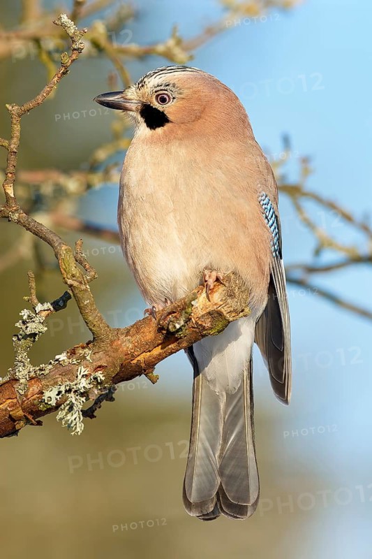 A jay (Garrulus glandarius), sitting on a branch against a blue sky, Odenwald, Hesse, Germany