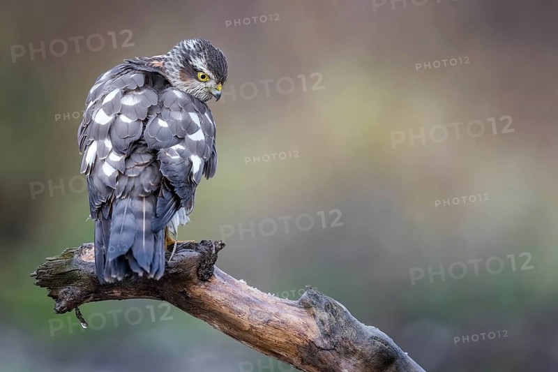 Eurasian Sparrowhawk (Accipiter nisus) female perched on a branch, Saxony-Anhalt, Germany