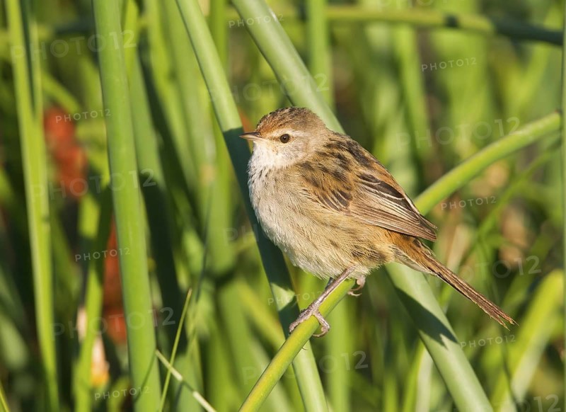 Little Grassbird (Megalurus gramineus), Victoria, Australia