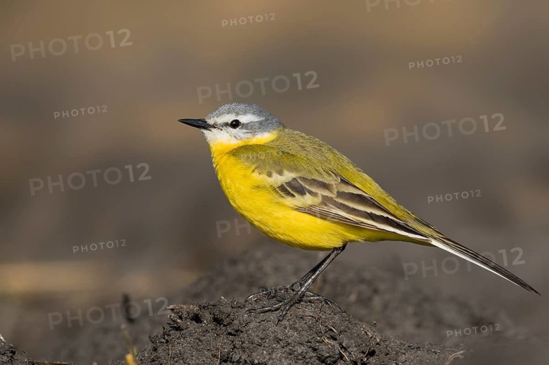 Sykes Wagtail - Schafstelze - Motacilla flava ssp. beema, Russia, adult male