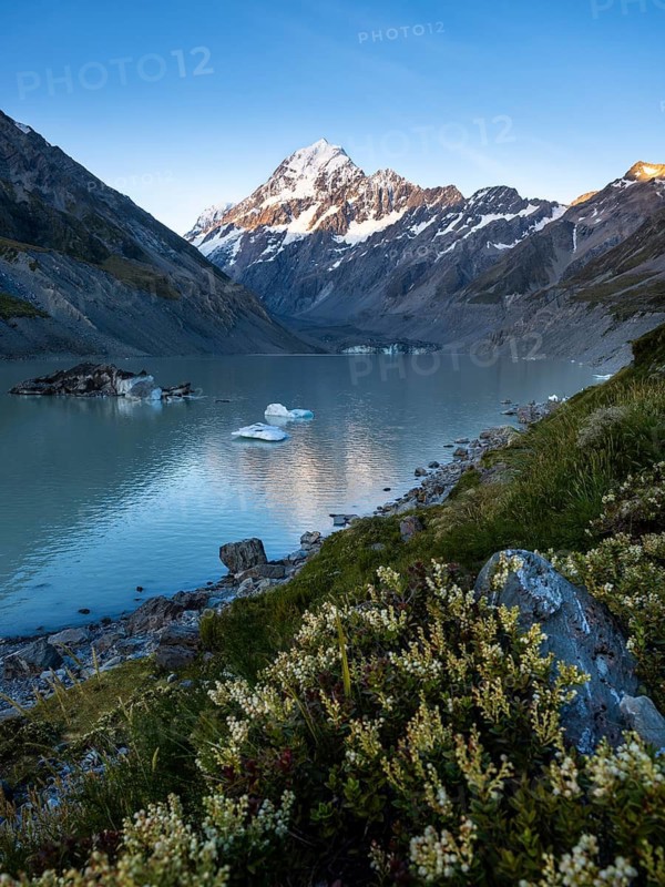 Mountainous landscape. Hooker Lake and Aoraki Mount Cook. Wildflowers in the foreground. evening light. Aoraki Mount Cook National Park, Canterbury, South Island, New Zealand