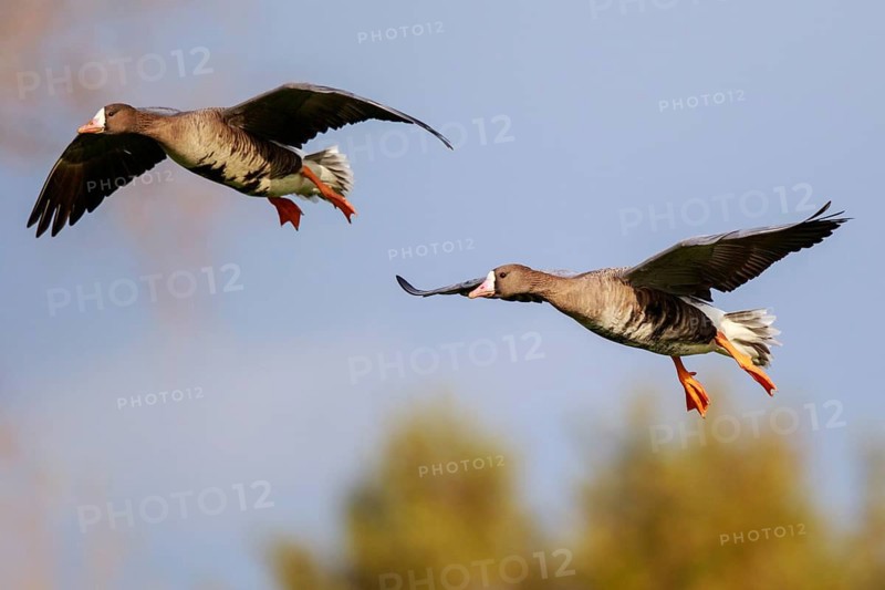 Greater White-fronted Goose (Anser albifrons) flying, North Rhine-Westphalia, Germany