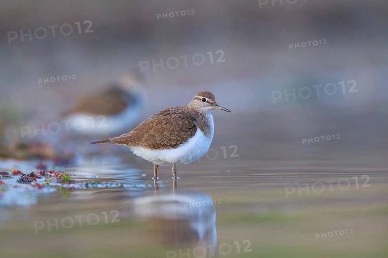 Common Sandpiper (Actitis hypoleucos) foraging, North Rhine-Westphalia, Germany