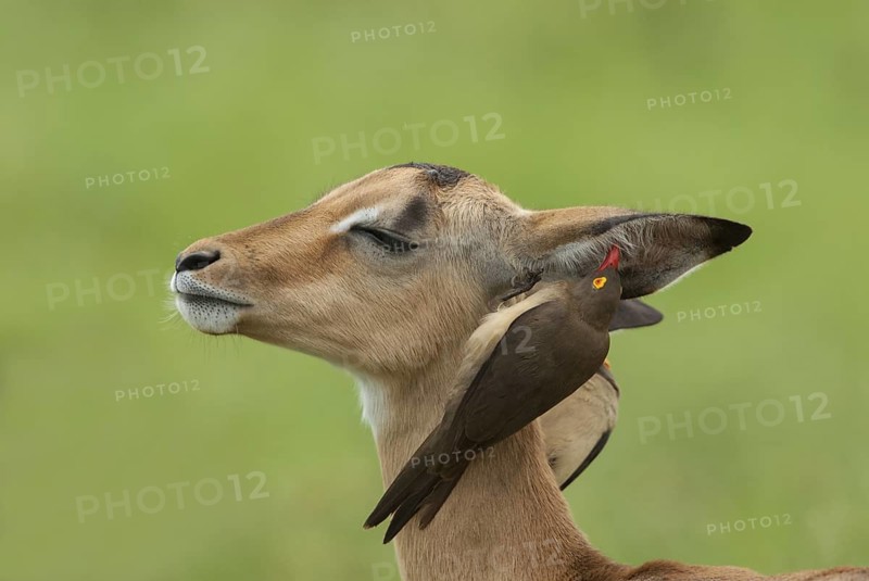 Red-billed Oxpecker (Buphagus erythrorynchus), Mpumalanga, South Africa