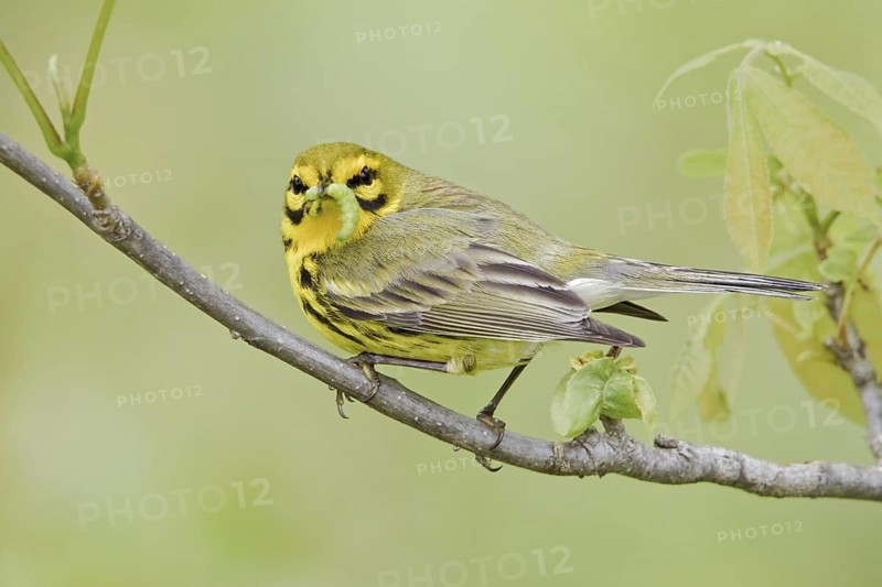 Prairie Warbler (Setophaga discolor) male, Ontario, Canada