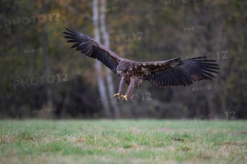 White-tailed eagle (Haliaeetus albicilla), juvenile, young white-tailed eagle approaching, Podlaskie Voivodeship, Poland