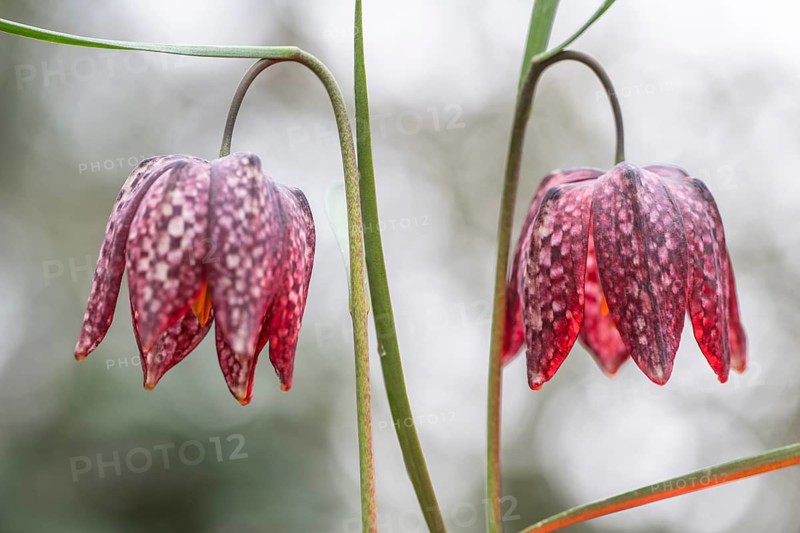 Snake's Head Fritillary (Fritillaria meleagris), Emsland, Lower Saxony, Germany